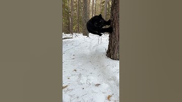 Luna the jumping panther 😂