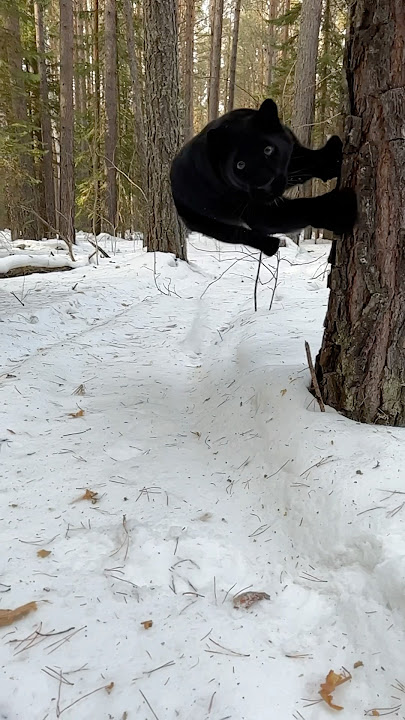 Luna the jumping panther 😂