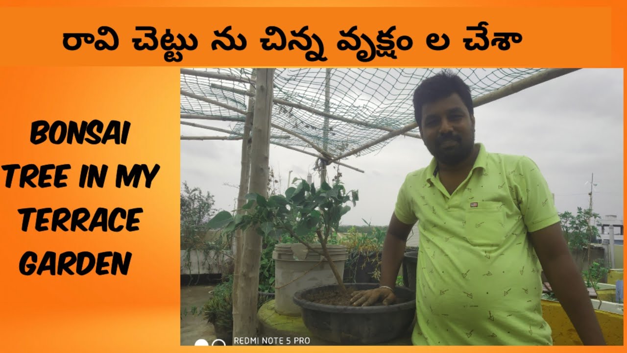 how to prepare bonsai plant in terrace, Telugu, బోన్సాయ్ మొక్క ను తయారు