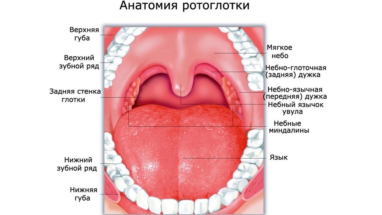 Валики глотки