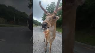 Feeding A Majestic Deer With Huge Antlers! 🦌🥕✨ #shorts #animals