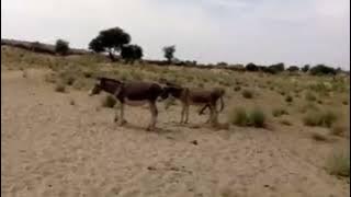 .#donkey #animals #nature #villagelife #cute #wildlife #farming #life #funny #travel@donkyt4