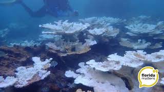Florida Matters - The future of Florida's coral reefs and more
