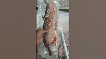 Cá Thác Lác Rút Xương |  HẢI SẢN TRƯƠNG HUY | Hàng xuất nhập khẩu mỗi ngày