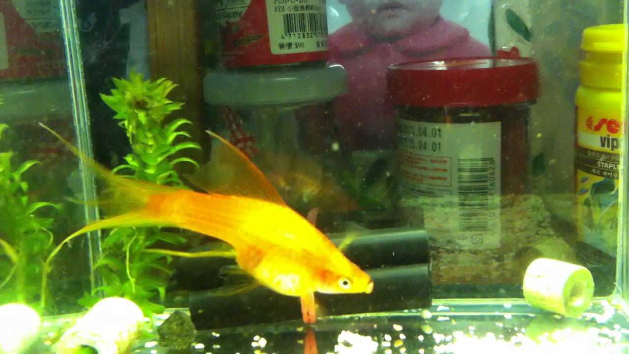 Aquarium Double Red SwordTail Fish giving birth to fries YouTube