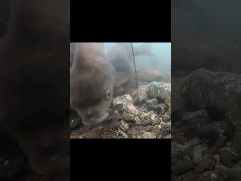 #carpfishing #angling #carp #underwater #fishing #鯉釣り #水中映像 #shorts #gopro