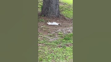 Just a Lazy Cat Video #kitty #cutepets #kitten #cute  #catlover