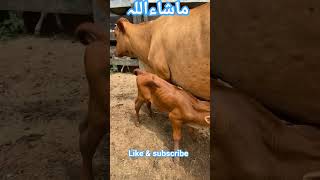 Calf Drinking Milk Directly From Cow | Village Life Pakistan 2026