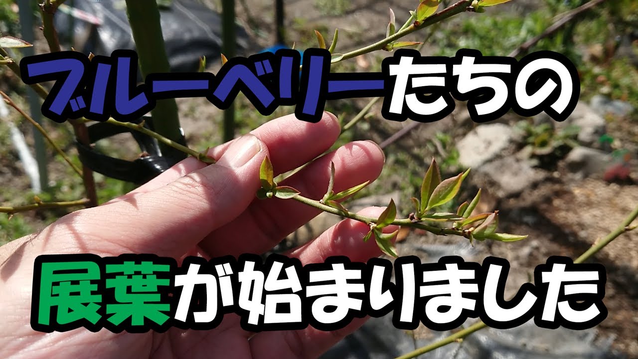 ブルーベリーの展葉始まる　ピンクレモネード・フロリダローズ他