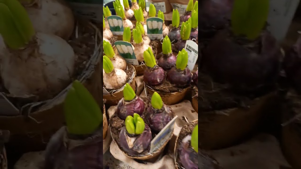 Обзор растений в Икее #plants #обзорорхидей #растения#plantlover #обзорорхидейвмагазине #garden #