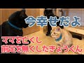 手の先を切断されたきょうちゃんのその後（里親さんのお家での様子です）