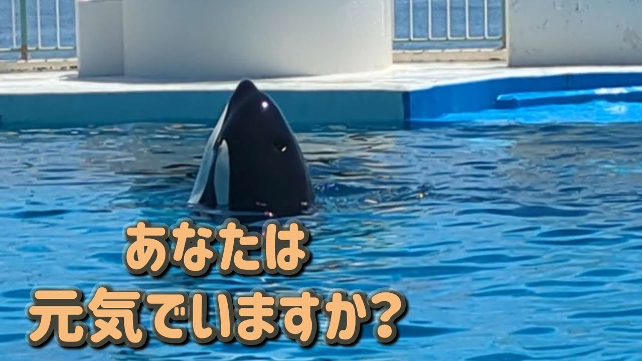 ラビーの大好きなあなたへ    鴨川シーワールド