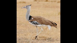 Kori Bustard Africas Majestic Ground Bird