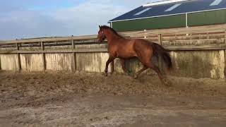 Kentucky Star WS (Vigo d’Arsouilles x Quick Star x Nimmerdor), stallion, 2015