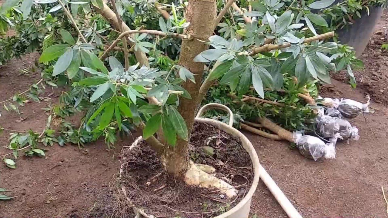 Panen Cangkokan Bahan Bonsai Surinamensis || Koleksi Toni Hart Praja