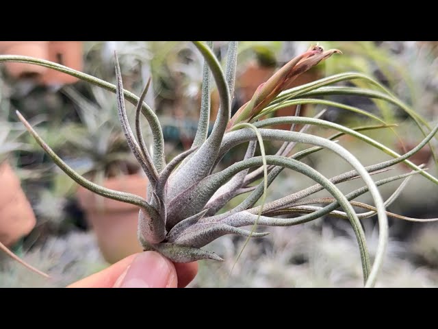 チランジア キングコング＊ブッツィー × イオナンタ Tillandsia 