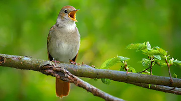 Nightingale singing | The best bird song in the world | Luscinia megarhynchos