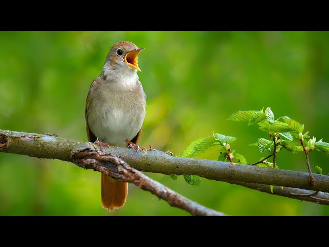 Nyanyian burung bulbul | Lagu burung terbaik di dunia | Luscinia megarhynchos class=