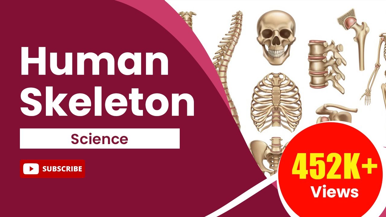 Human Skeleton | Body Movements | Science | Class 6 - YouTube
