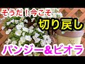 今こそ切り戻し❗️パンジー&ビオラ『切り戻し』今のうちにやってしまおう🌱