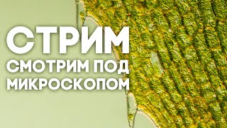 Смотрим всякое под микроскопом! Микромир в прямом эфире. СТРИМ \\ Димон и пумба