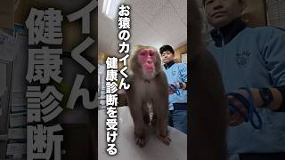 【血を抜く】お猿さんの本格的すぎる健康診断を公開