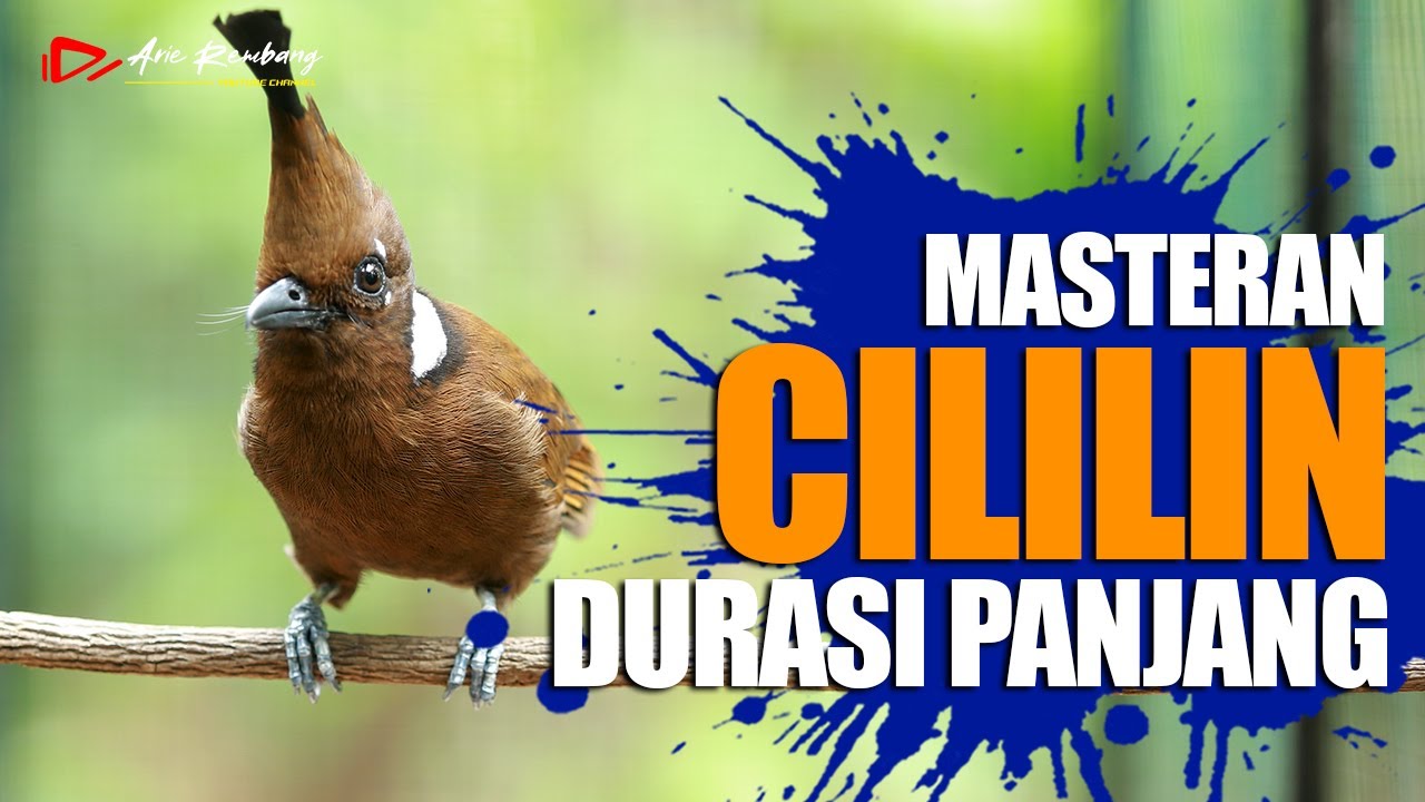 MASTERAN CILILIN GACOR AUDIO JERNIH DURASI PANJANG