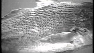 Silvio Santos Vendendo Seu Peixe - Tv Tupi 1975