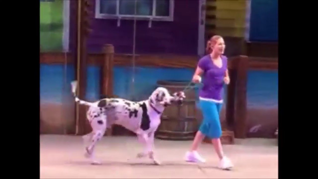 Circus Show of Pet Animal Cat Dog with a Lady at SeaWorld Orlando and