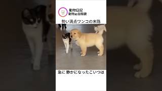 勢い満点ワンコの末路