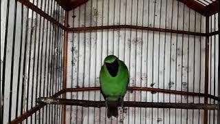 Suara pancingan Cucak Ijo full 60menit (1jam)