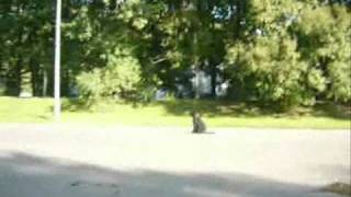 Black Russian Terier Czarny Terier - Obedience And Tracking