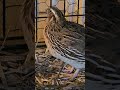Celadon Cortunix Quail #nature #naturelovers #birds #bird #quail #farming #farmer #farm #animals
