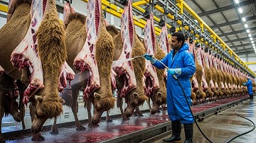 Inside the World’s Biggest Camel Slaughterhouse – Full Processing Line Revealed.