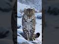 These incredible big cats survive in some of the hardest.#SnowLeaopard #WildlifeFacts #AnimalFacts