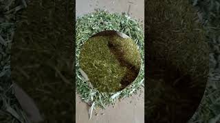 Золотарник (Solidago virgaurea) – натуральное лекарственное сырьё