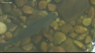 VERIFY: Is it safe to eat the fish at Lake Juliette?