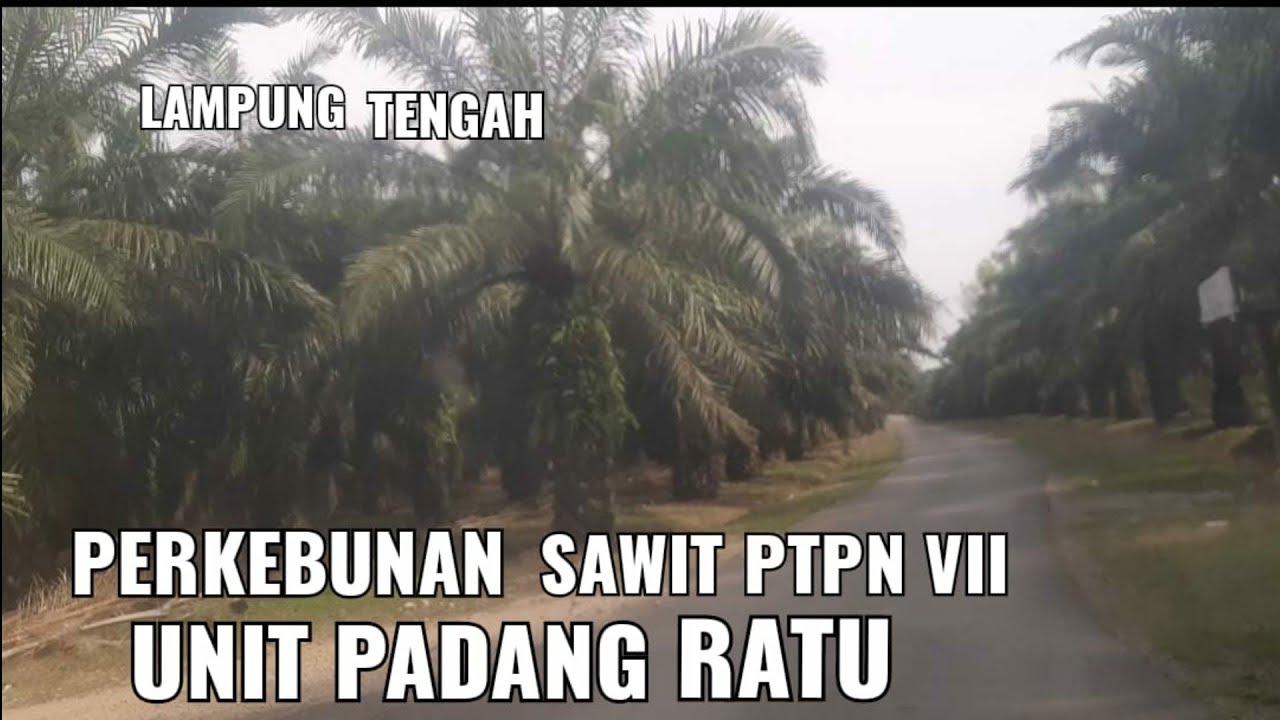 PERKEBUNAN SAWIT PTPN VII UNIT PADANG RATU,,KABUPATEN LAMPUNG TENGAH,, PROVINSI LAMPUNG,, INDONESIA