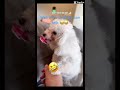 If animals can talk