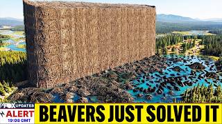 Researchers Placed 76 Fake Beaver Dams in a Dying River — Then the Beavers Too
