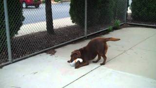 Meet Ruby A Retriever Labrador Currently Available For Adoption At Petango 7302011 122719