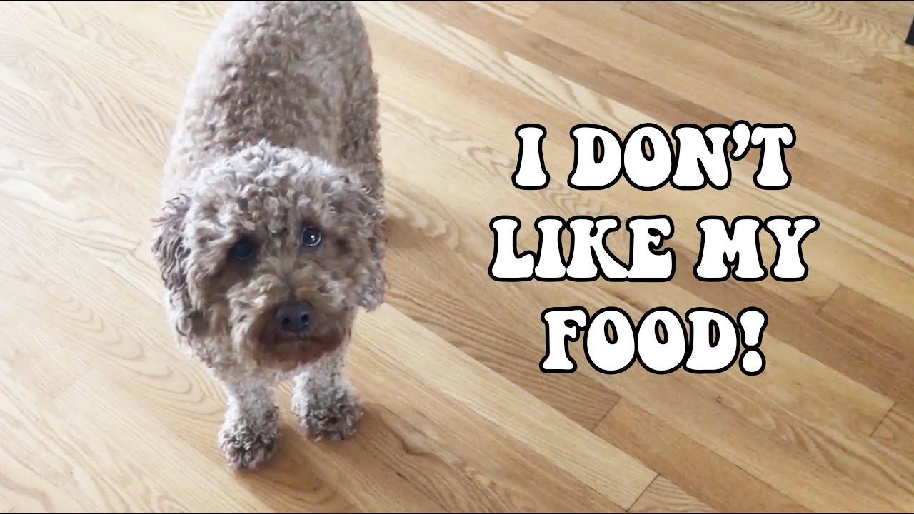 Funny Poodle DOG DOESN"T WANT FOOD | Teddy Bungoo