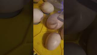 Incubating Kikiriki, Serama, Millie Fluer Duccle, And Orpington Chicken Eggs