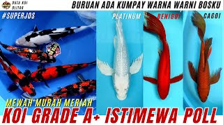 ISTIMEWA BETUL !! STOCK KOI GRADE A  SUPER HEMAT !! BURUAN ADA KOI KUMPAY WARNA WARNI BOSKU !!