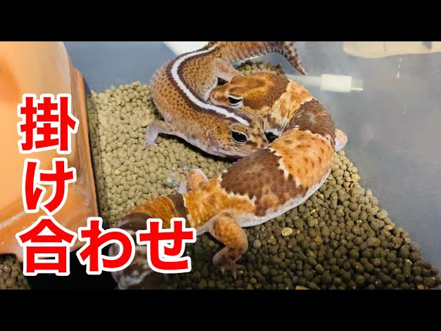 ニシアフの♂を♀のケージに入れたところ・・・ - YouTube