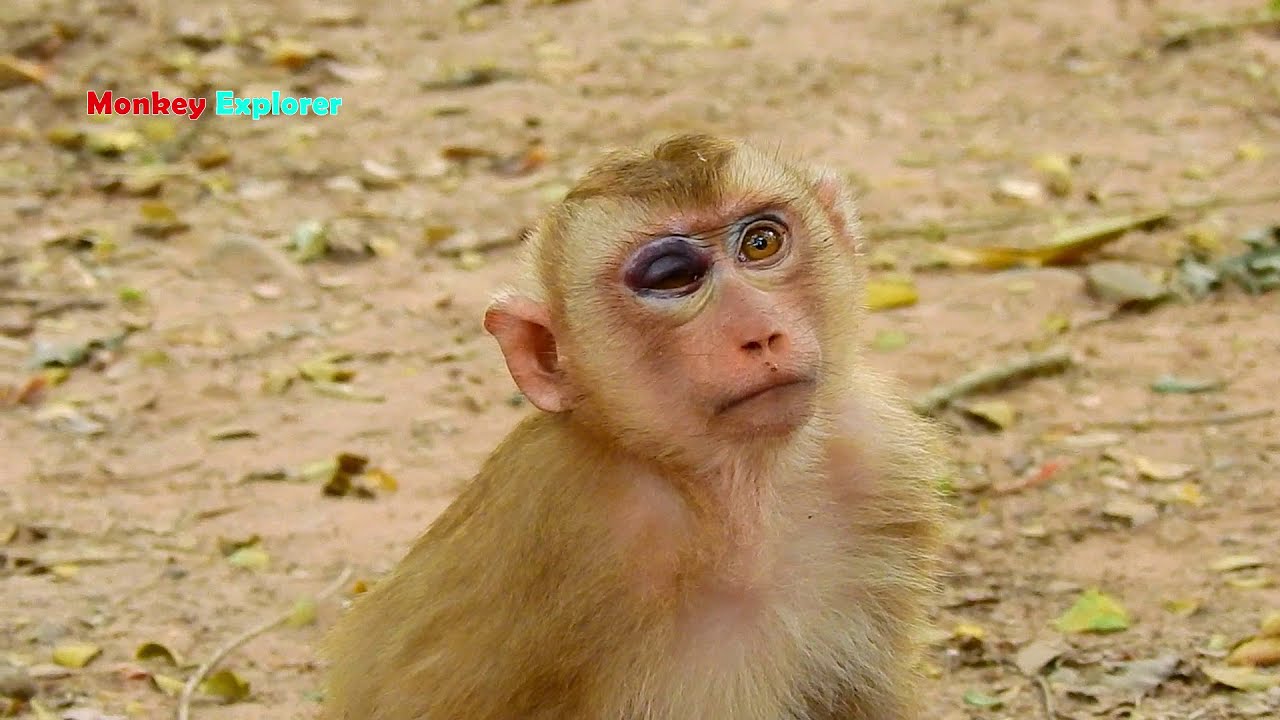 Breaking News! Orphan Abandoned Baby TOM Broken Hand & Eye Severely. Rescuing TOM To Heal at NGO.