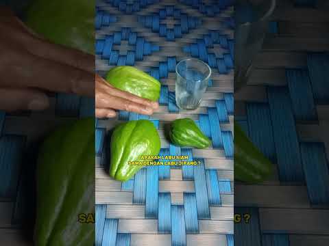 What Is Labu Siam In English
