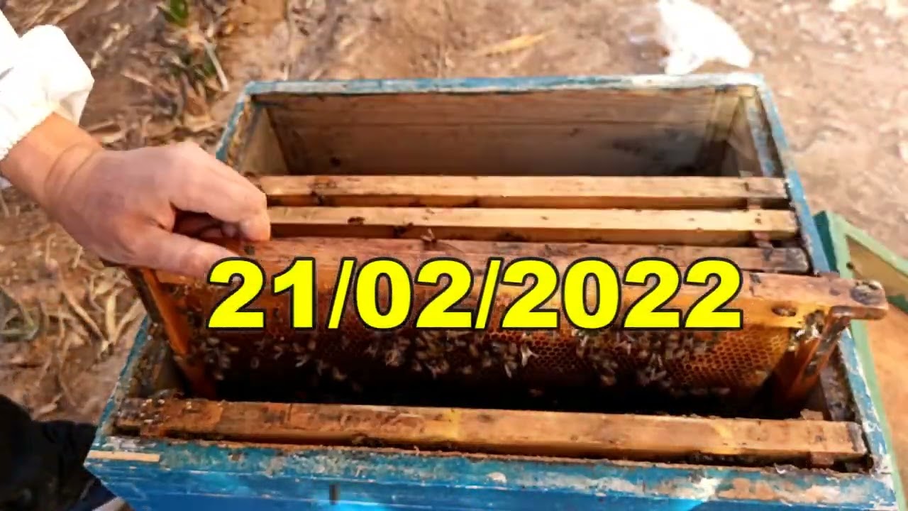 طريقة اضافة اطارات شمع الاساس و الممطوط لخلية نحل