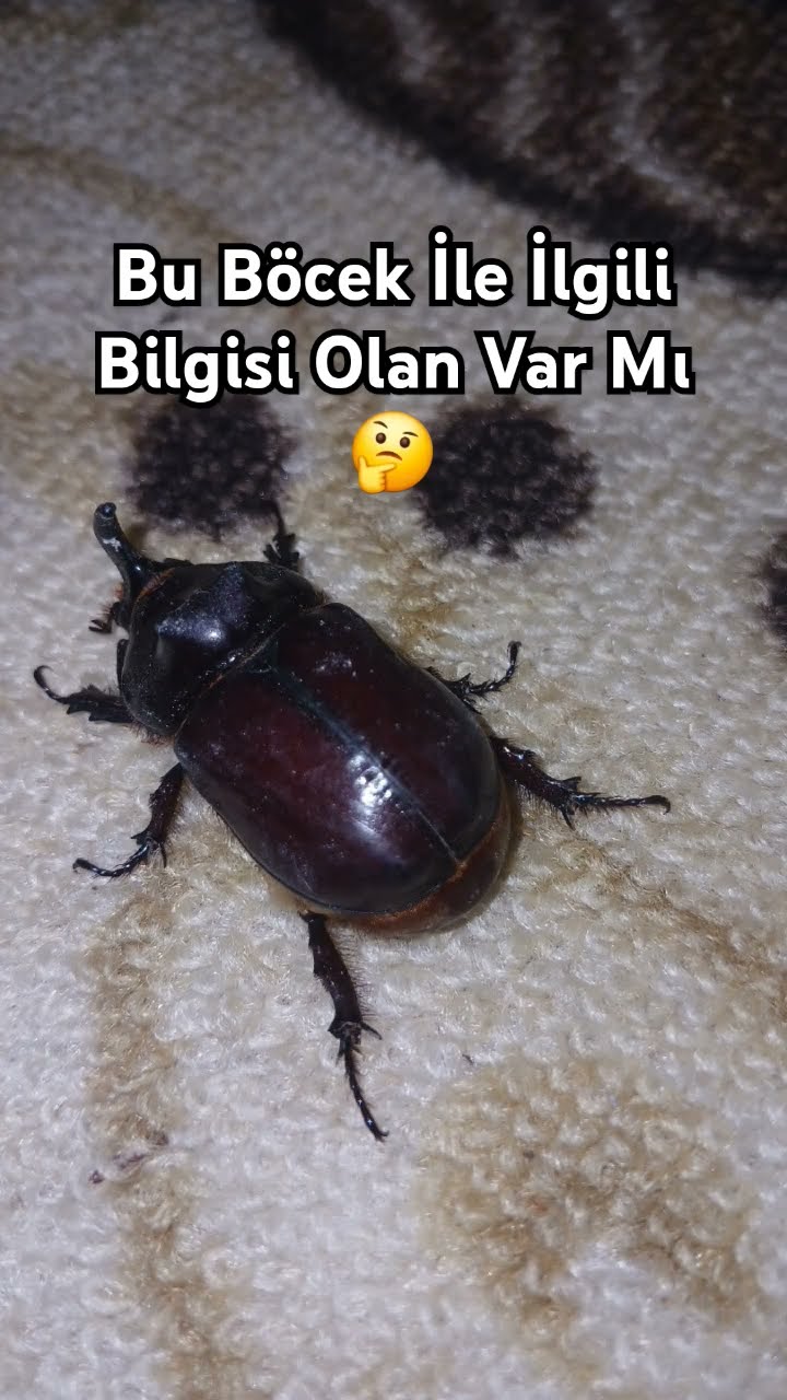 Balkonda gördük #keşfet #love #beniöneçıkart #papatya #abone #nature # ...