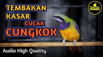 CUCAK CUNGKOK TEMBAKAN KASAR RAPAT COCOK UNTUK MASTERAN MURAI BATU BURUNG LOMBA